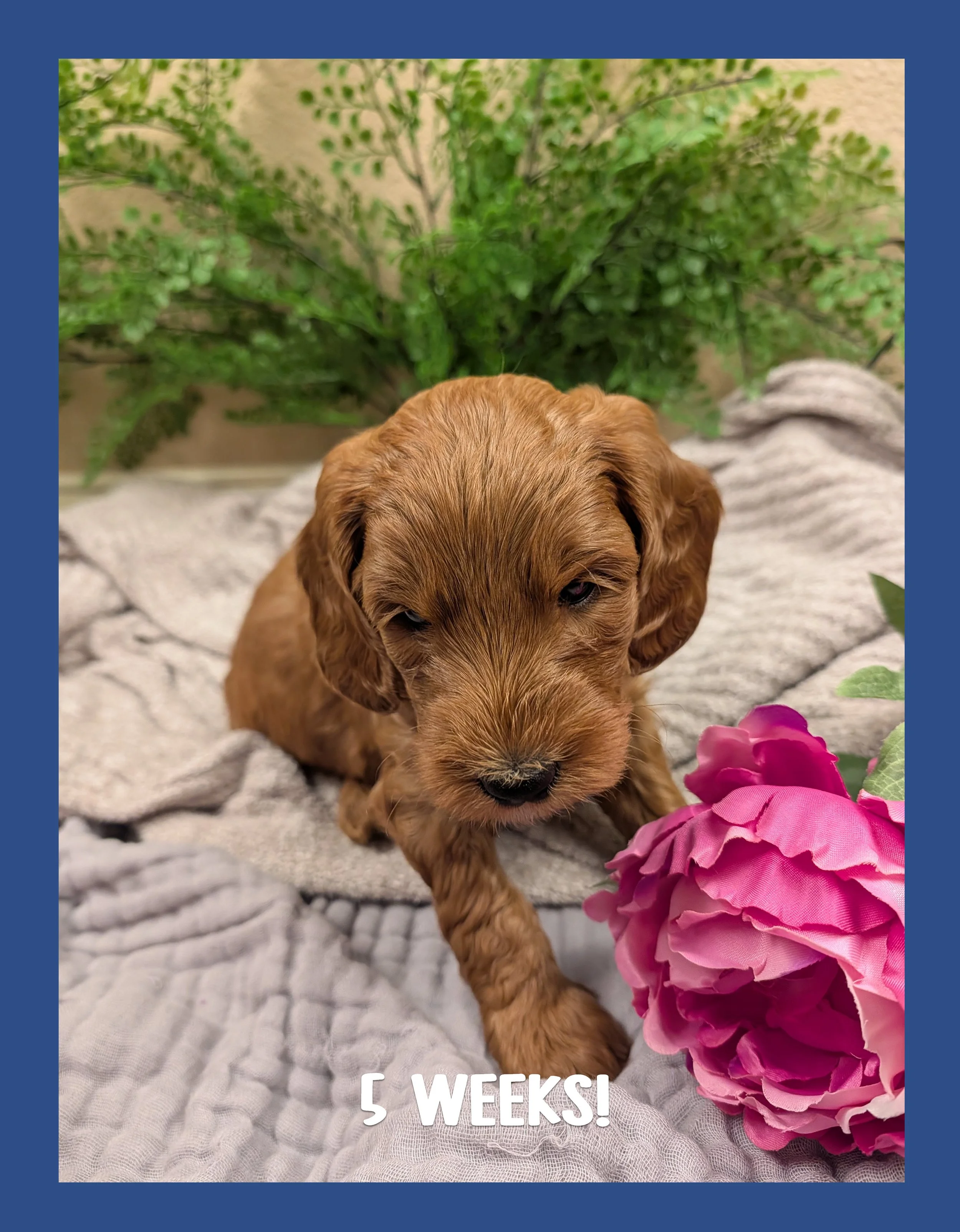 🌷 The "Spring Awakening" Puppy Bio: Reed (Reserved)