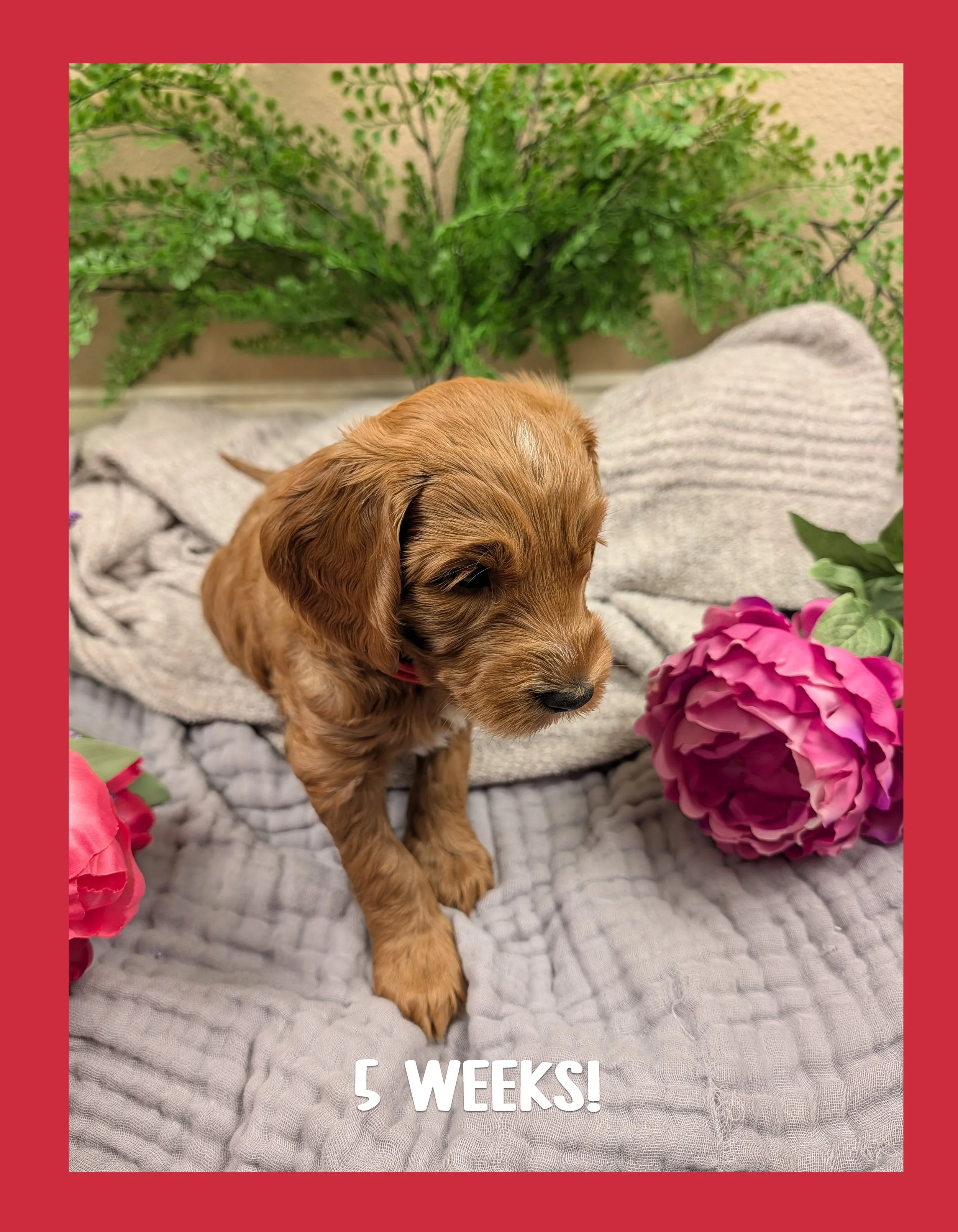 🌷 The "Spring Awakening" Puppy Bio: Oakley (Reserved)