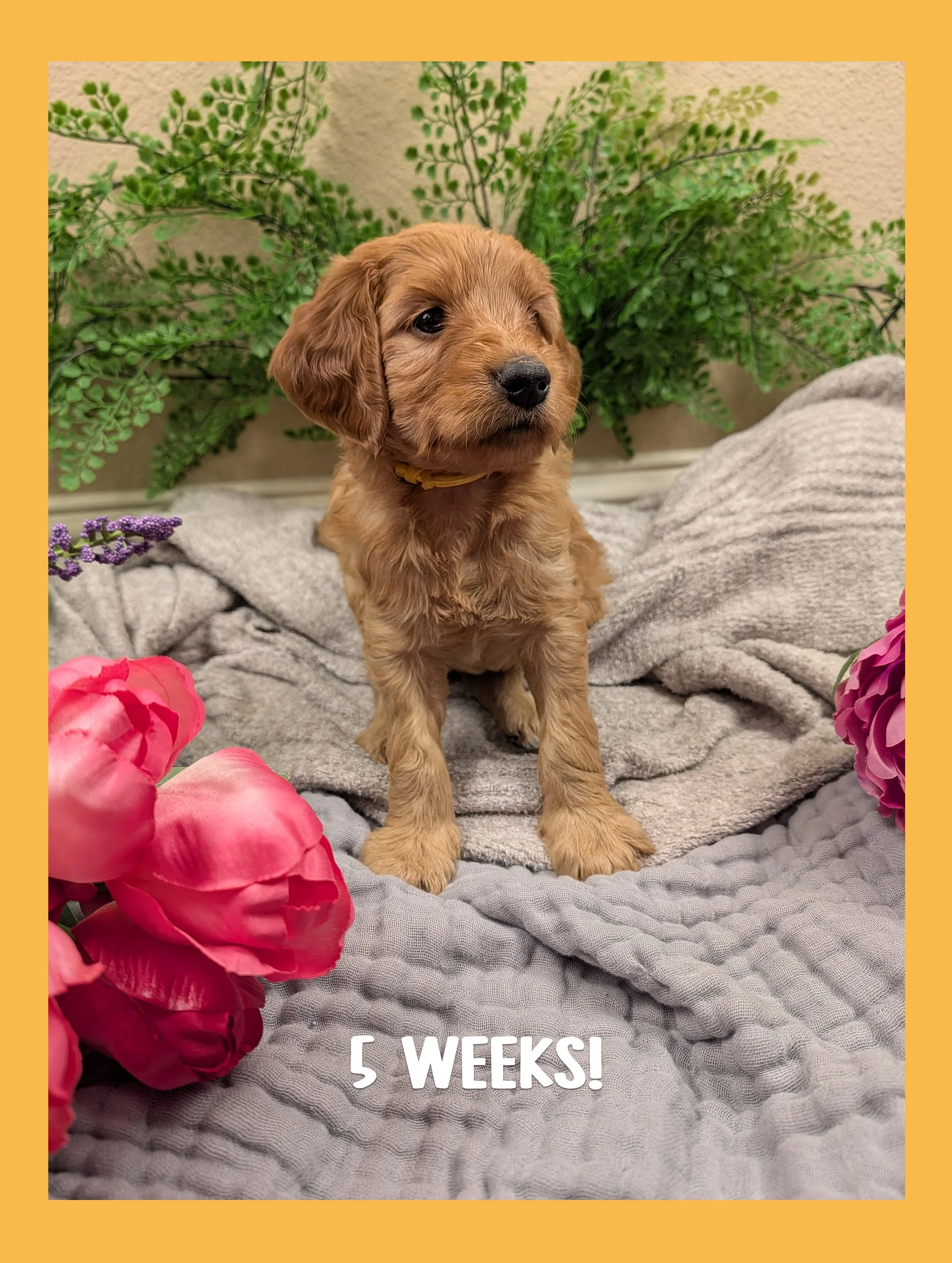 🌷 The "Spring Awakening" Puppy Bio: Daisy (Reserved)