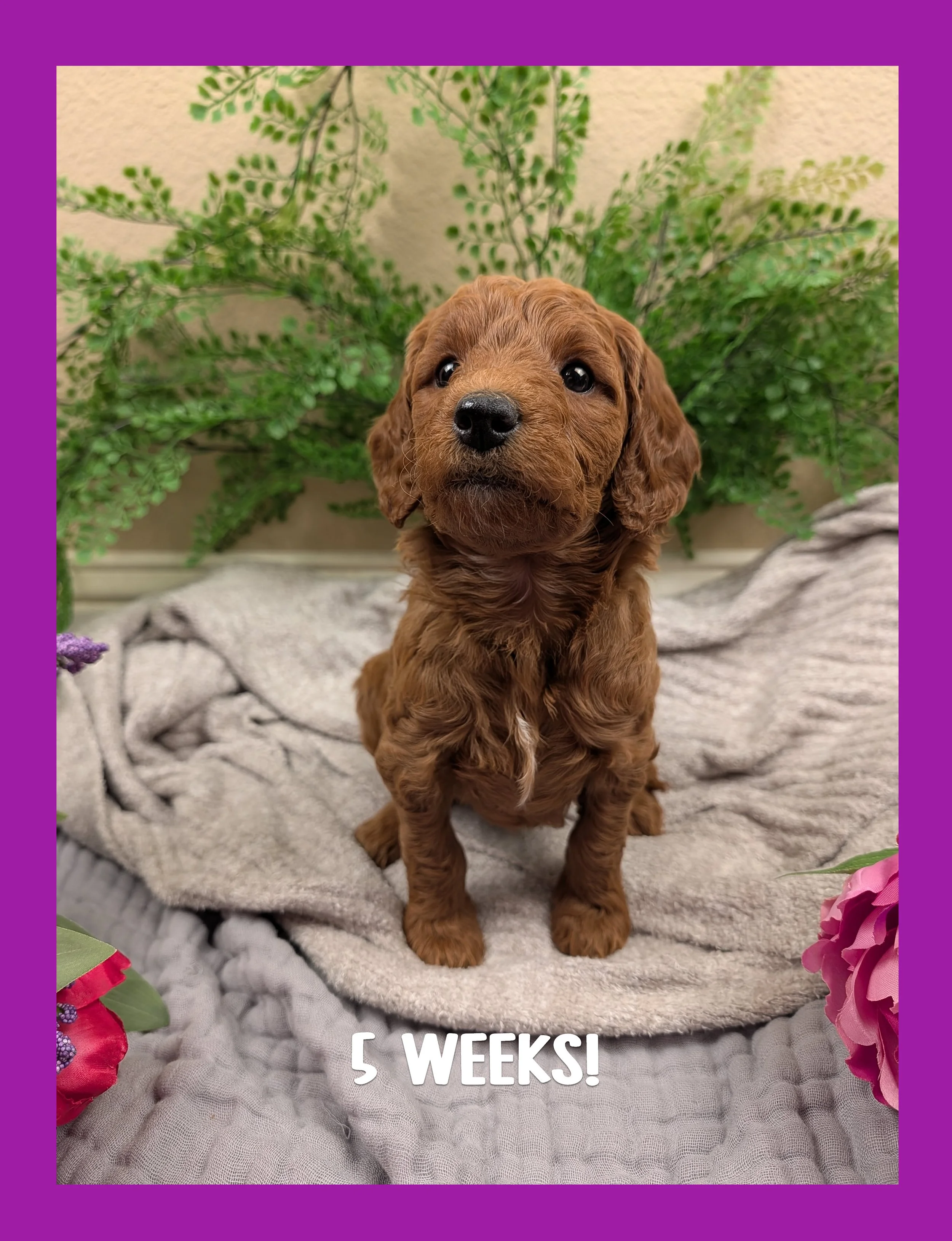 🌷 The "Spring Awakening" Puppy Bio: Iris (Reserved)