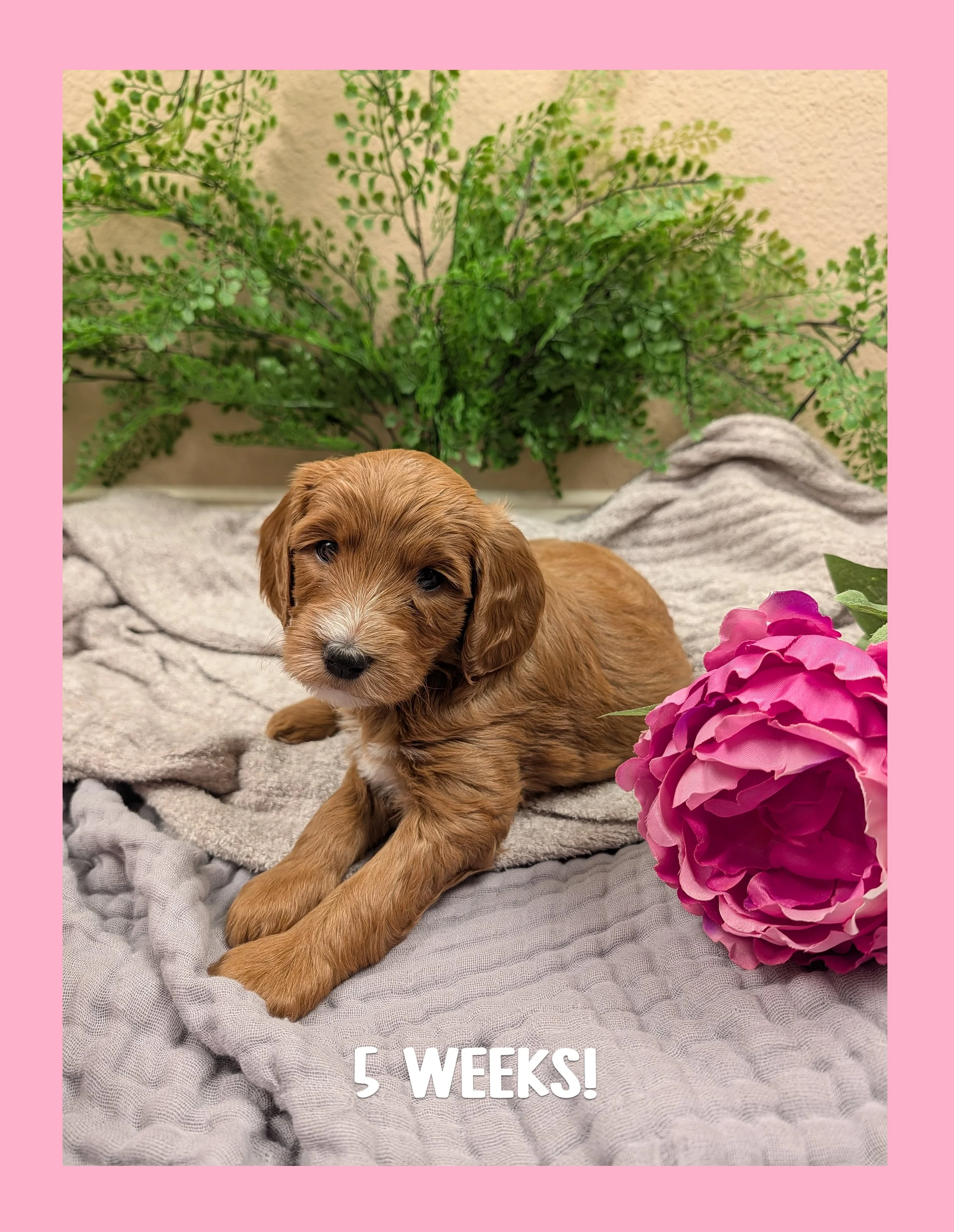 🌷 The "Spring Awakening" Puppy Bio: Petal (Reserved)