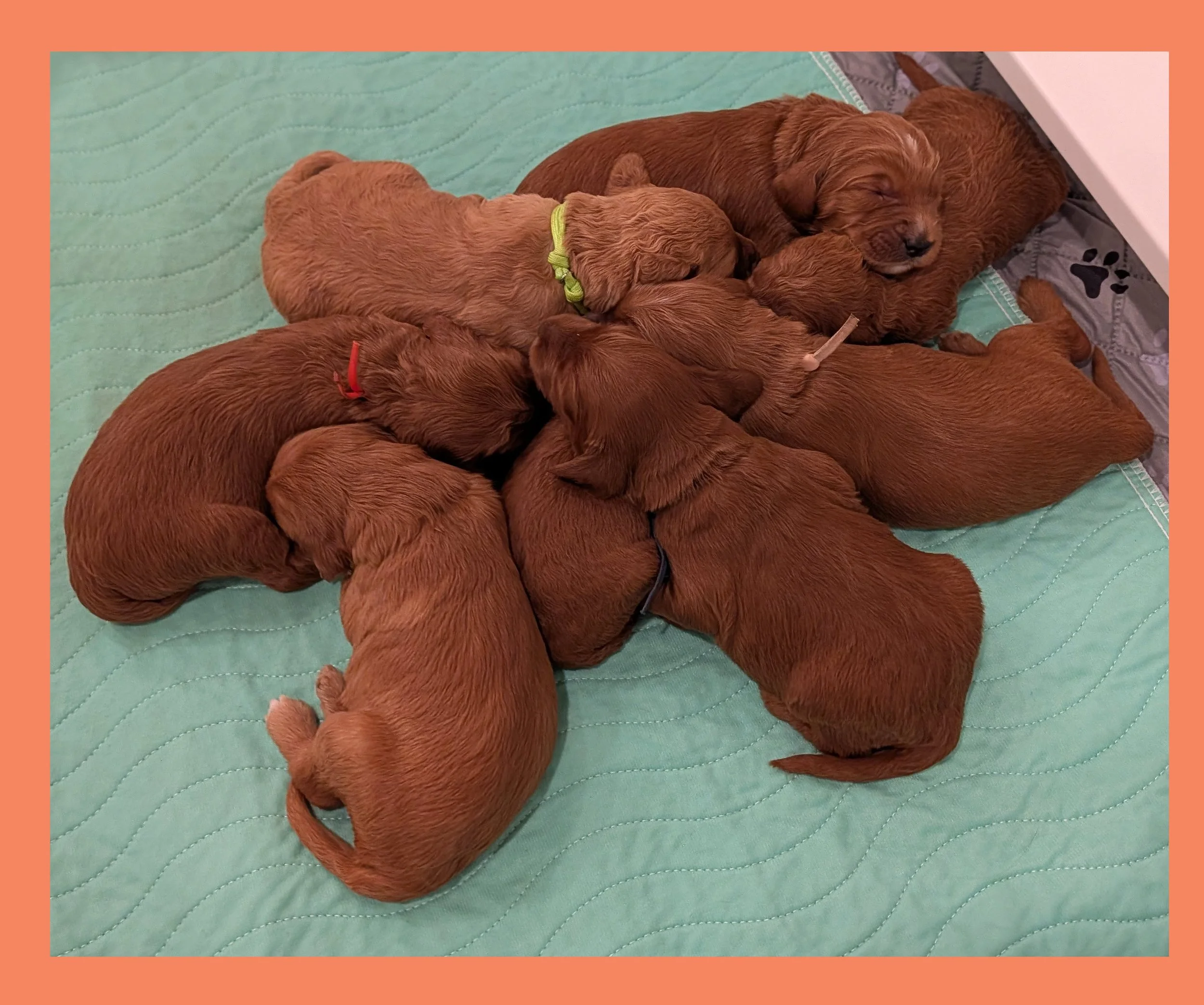 🌸 Spring has Sprung... and so have 8 New Wiggle Butts! 🐾