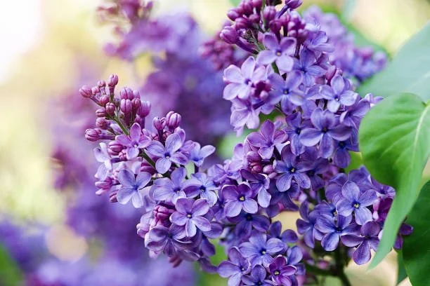 Close-up of purple lilac flowers on a bush with green leaves, with a blurred background.