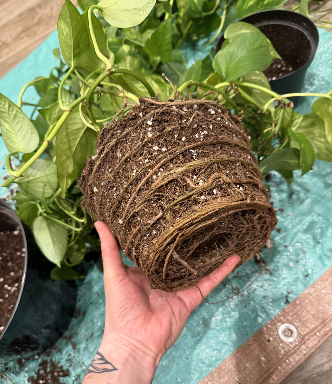 BEGINNER PLANT WORKSHOP