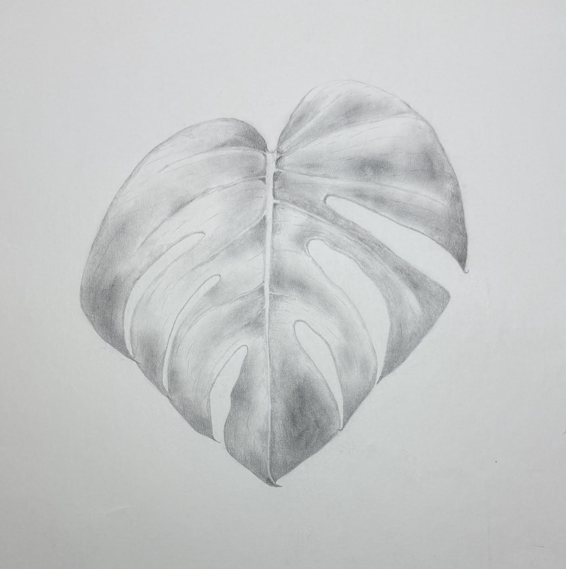 DRAWING PLANTS FROM OBSERVATION