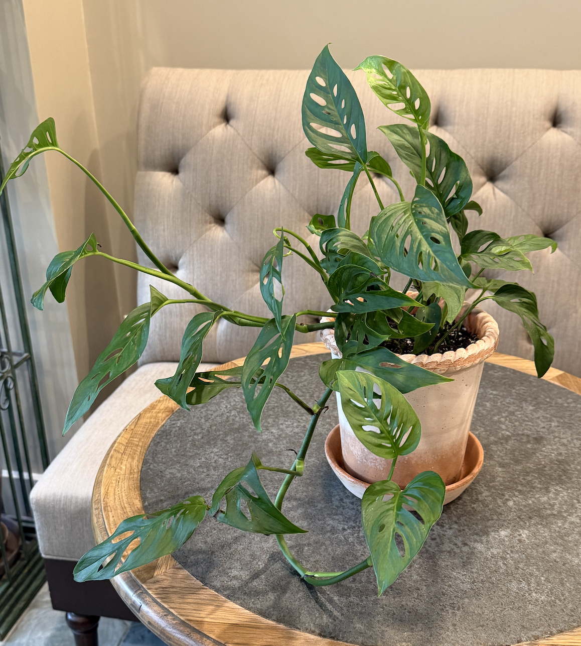LEVEL UP PLANT WORKSHOP