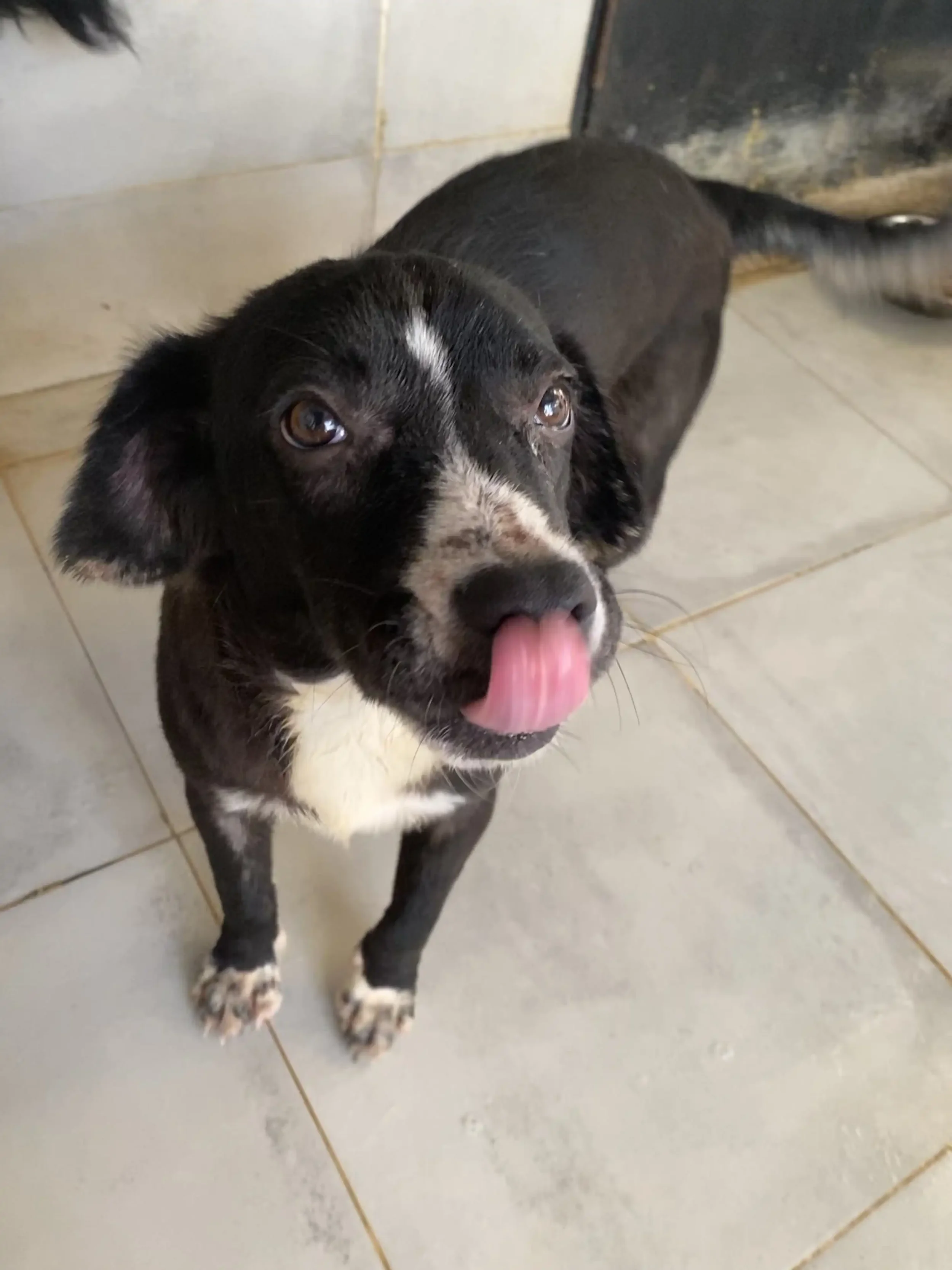 Tierra de Animales Adopta a Pucca