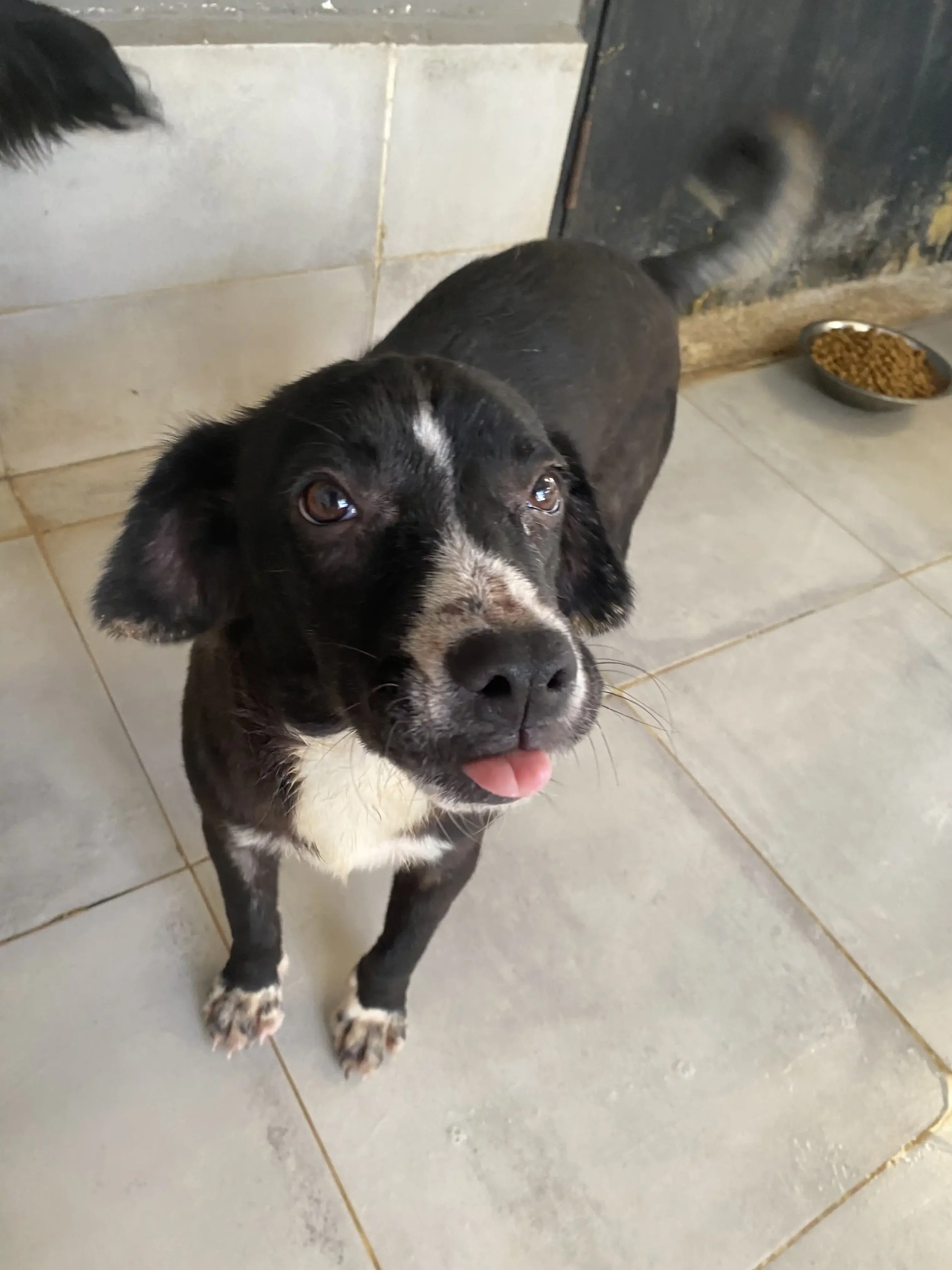 Tierra de Animales Adopta a Pucca