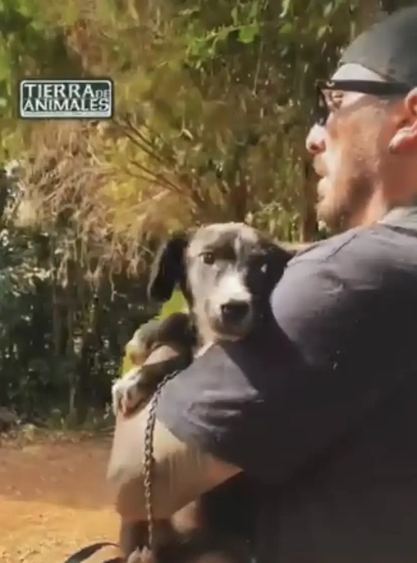 Tierra de Animales Adopta a Pucca