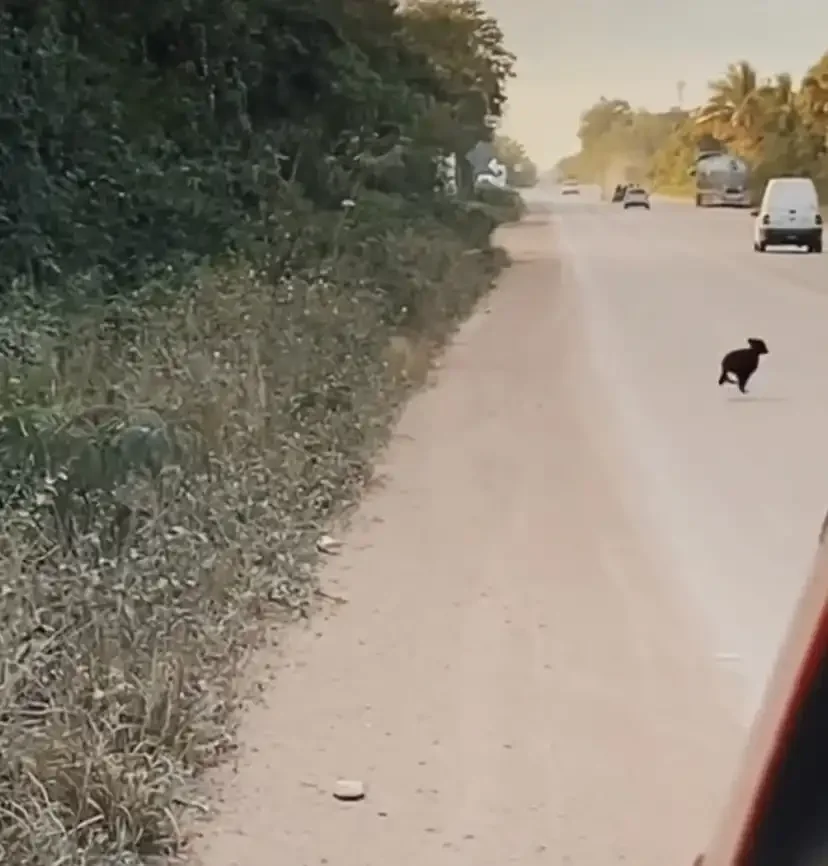 Tierra de Animales Adopta a Pucca