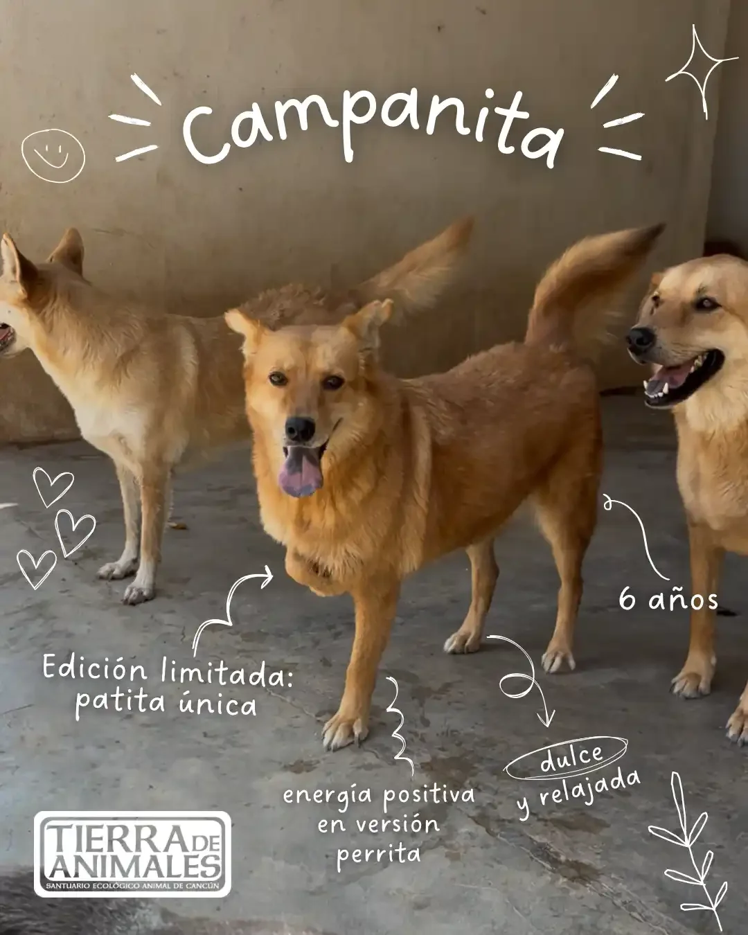 Adopta a Campanita