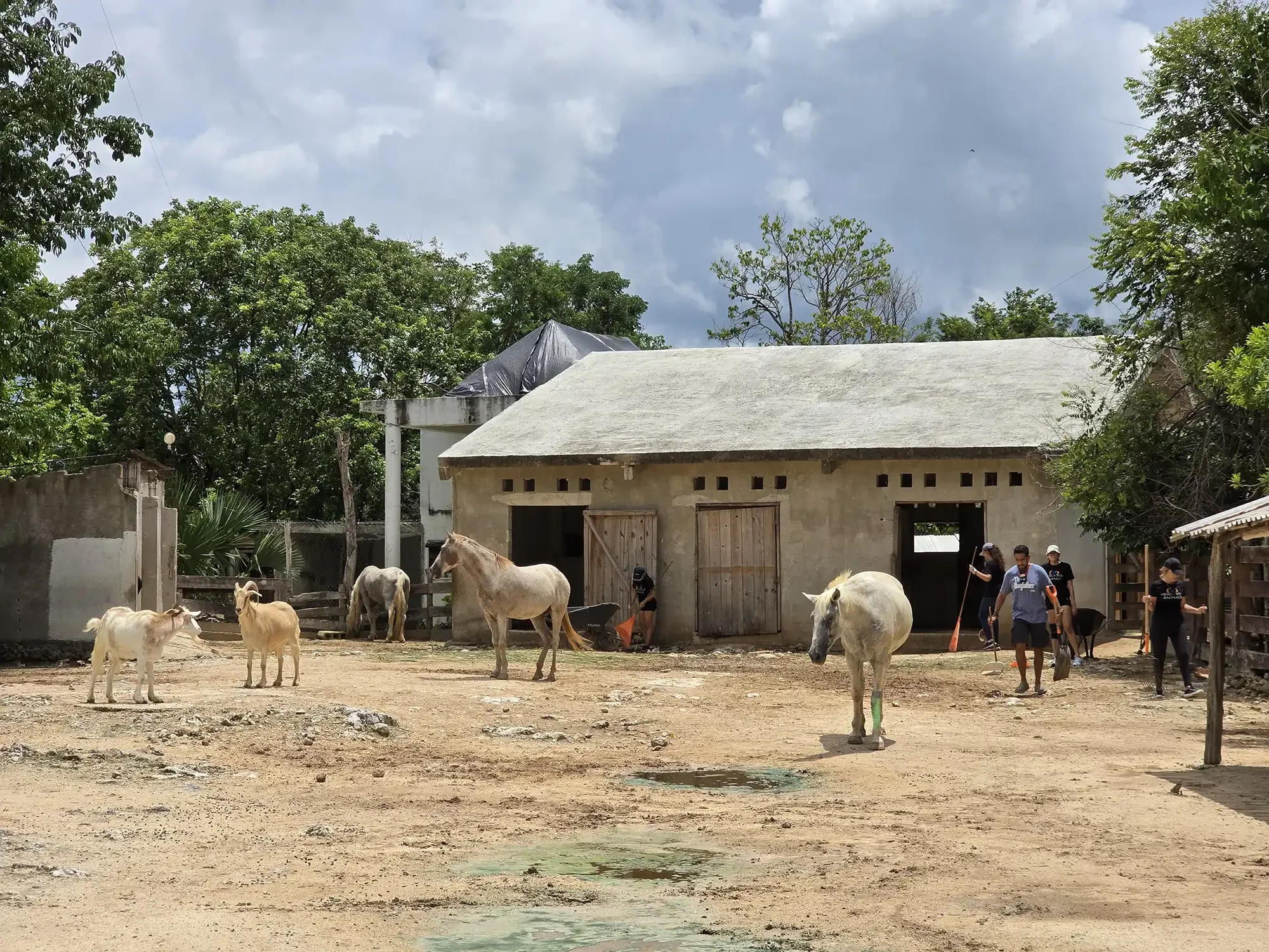 Un establo con caballos, cabras y personas limpiando en un área al aire libre, rodeado de árboles y cielo nublado.