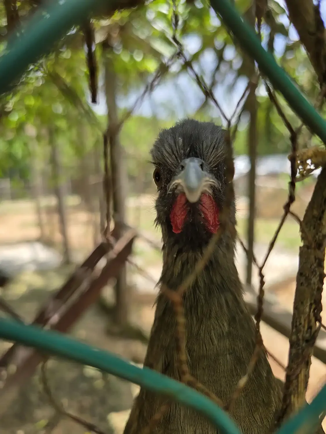 Un ave rapaz de color oscuro, de pico grande, con barba roja, observando a través de una cerca de malla en un entorno boscoso.