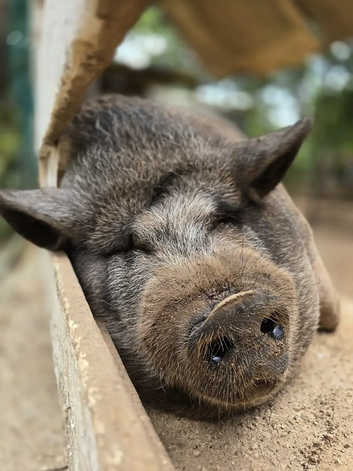 Cerdo acostado en el suelo con la cabeza sobre la tierra y los ojos cerrados.