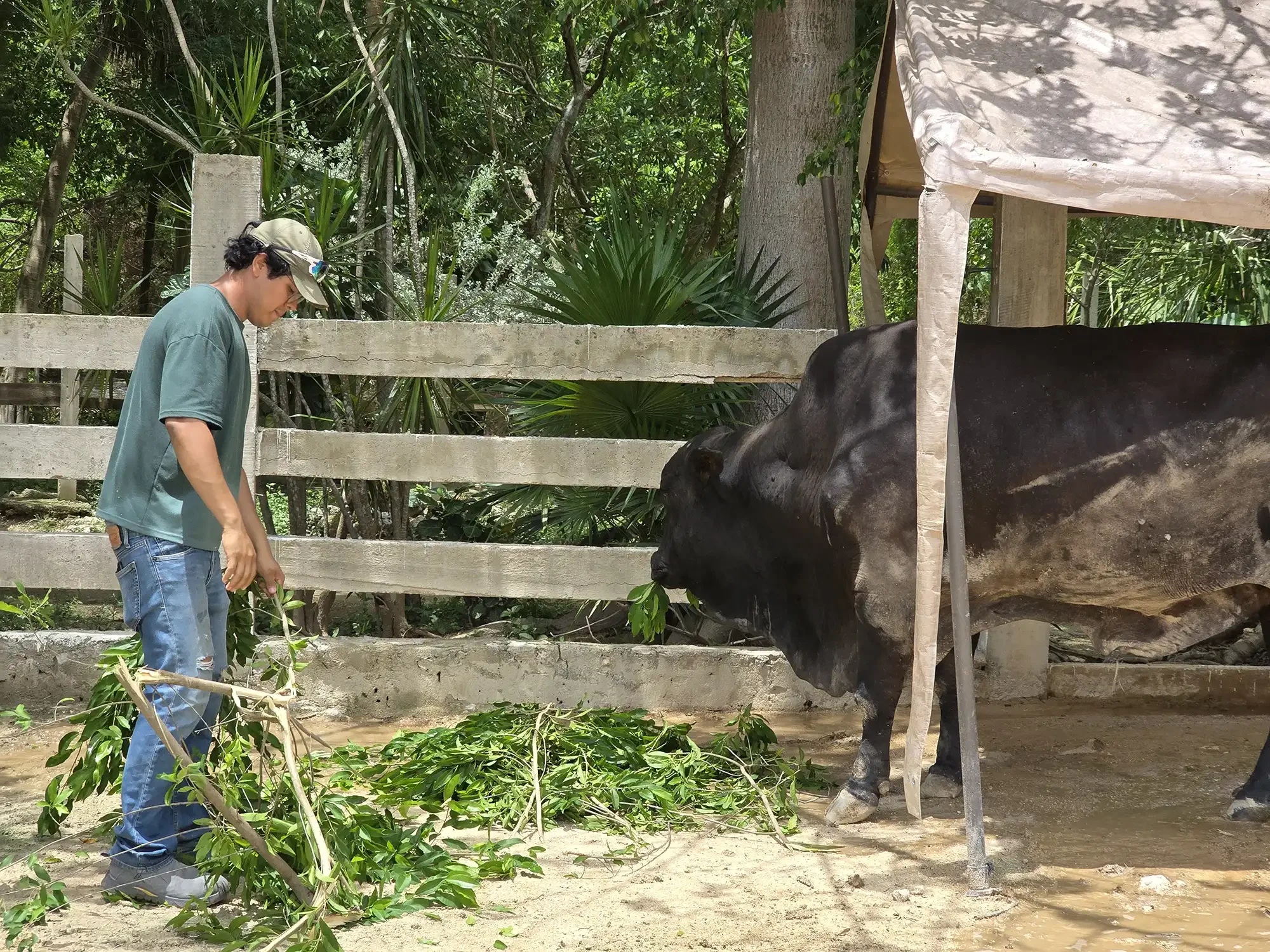 Una persona alimenta a una vaca negra en un área con árboles y una cerca de madera.
