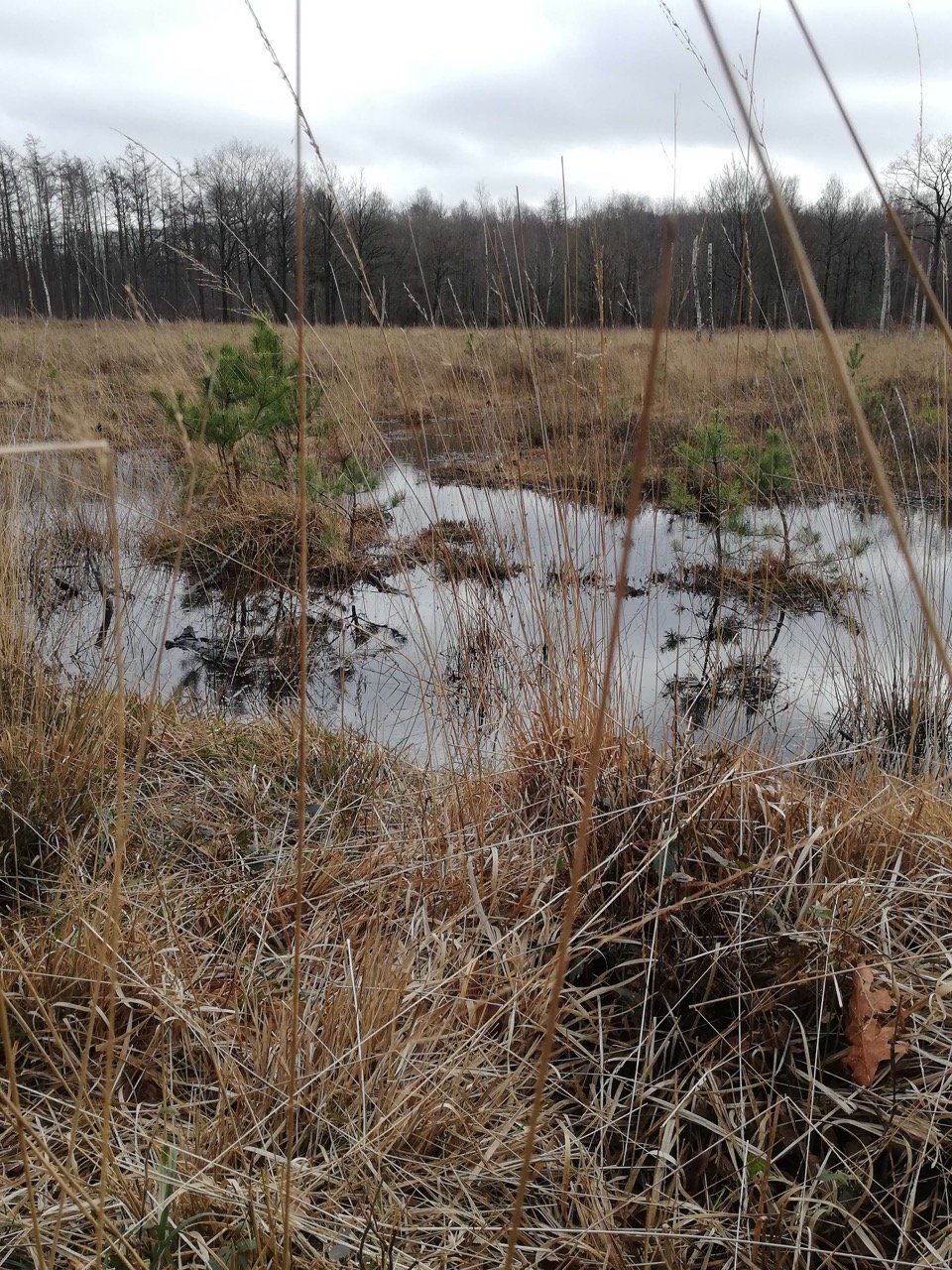 Rustige natuur tijdens de Marketing Walk voor solo-ondernemers.