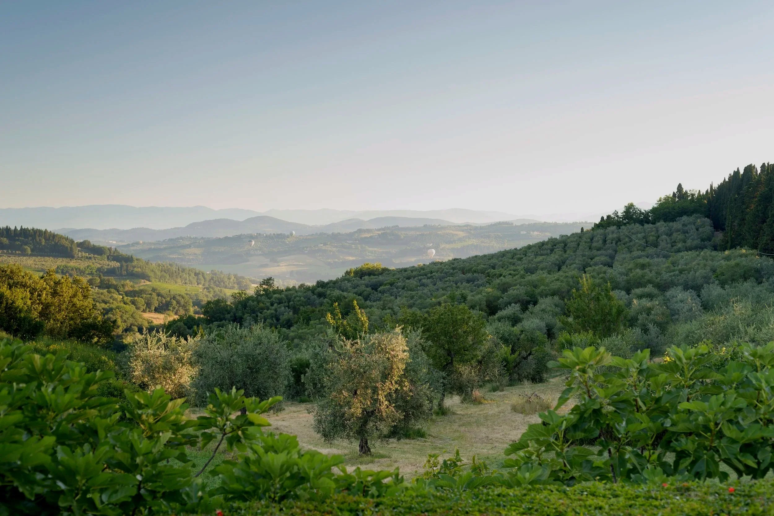 Scenic view of rolling green hills with trees under a clear sky, distant mountains in the background.