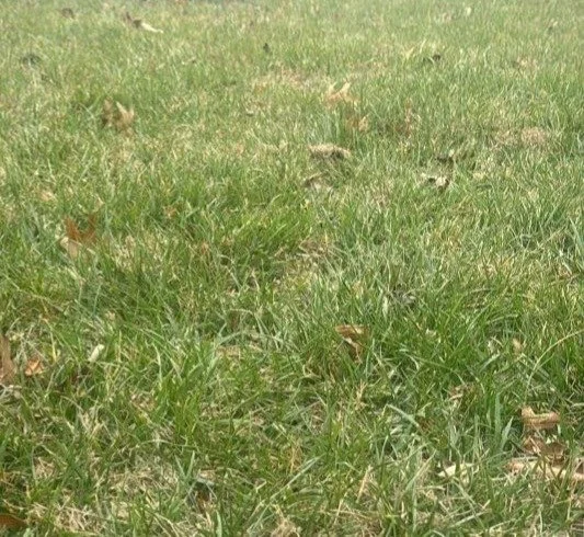 Pre-Emergent Application? 