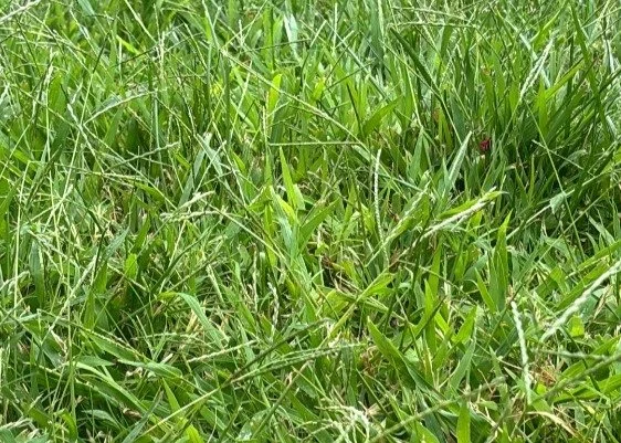 Why “Mow and Go” Lawn Service Costs More Long-Term