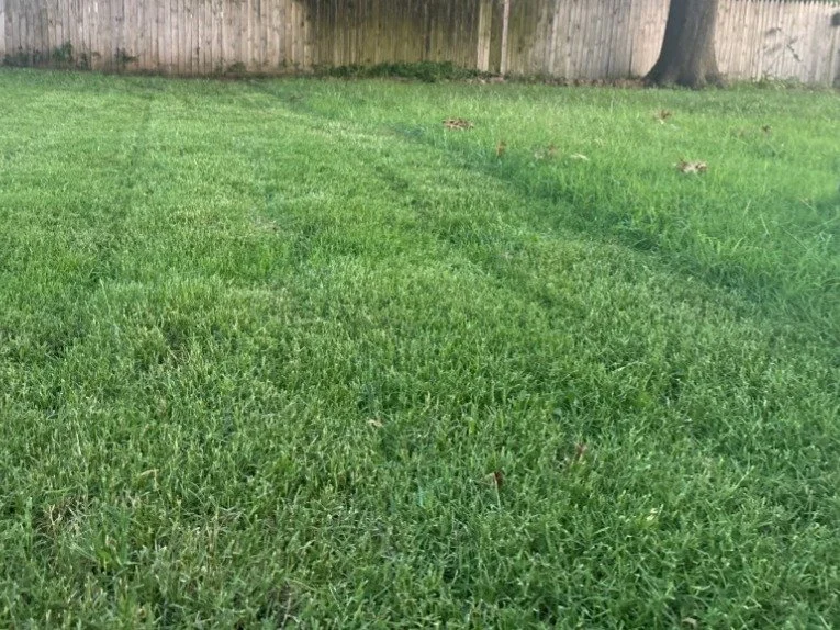 When Should You Start Mowing After Dormancy?