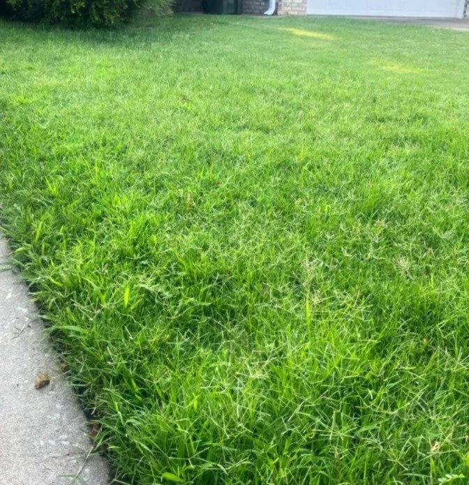 Fertilizing When Grass First Turns Green?