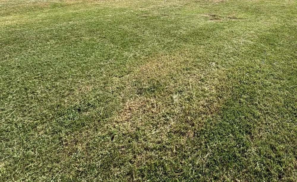 Crabgrass Prevention vs. Killing It: What’s the Difference?