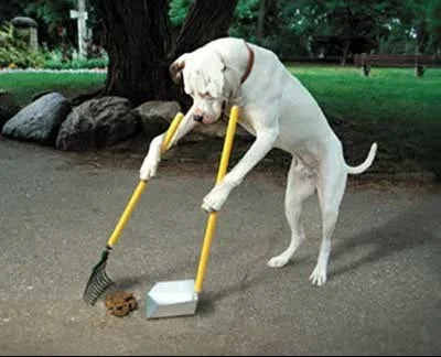 Dog with toy rakes and a dustpan on a sidewalk.
