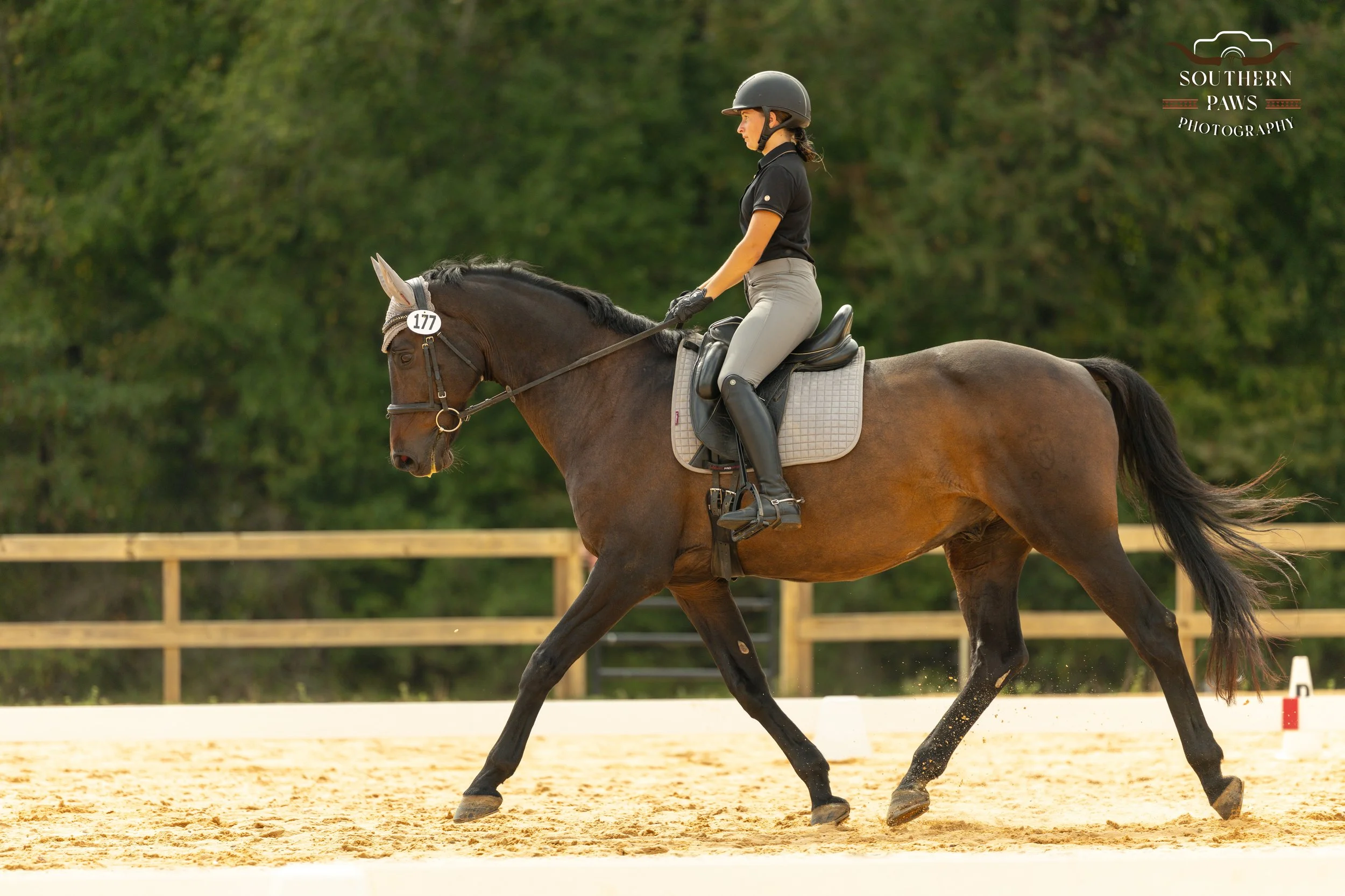 Dressage Show