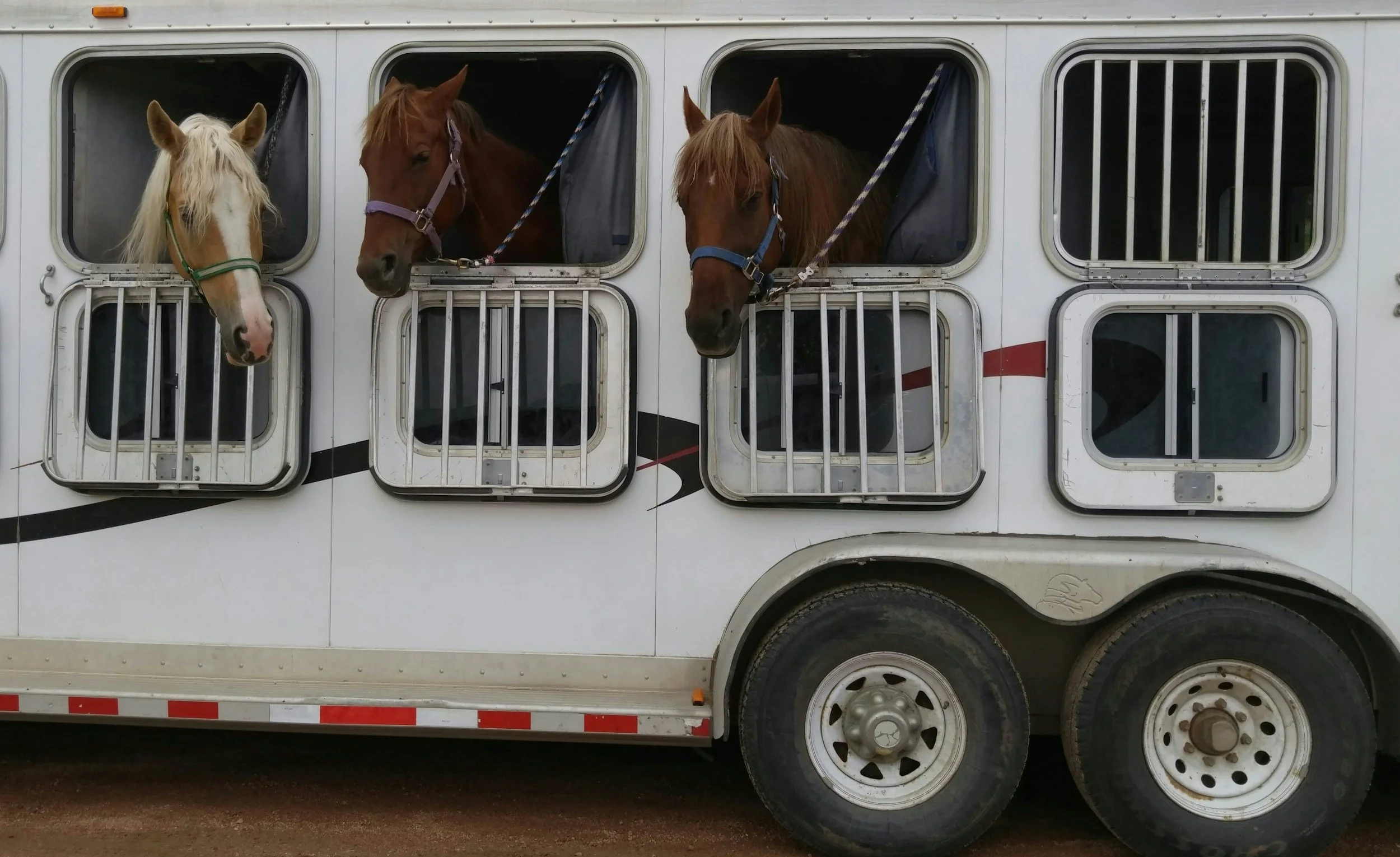Equine Emergency Training Day 1