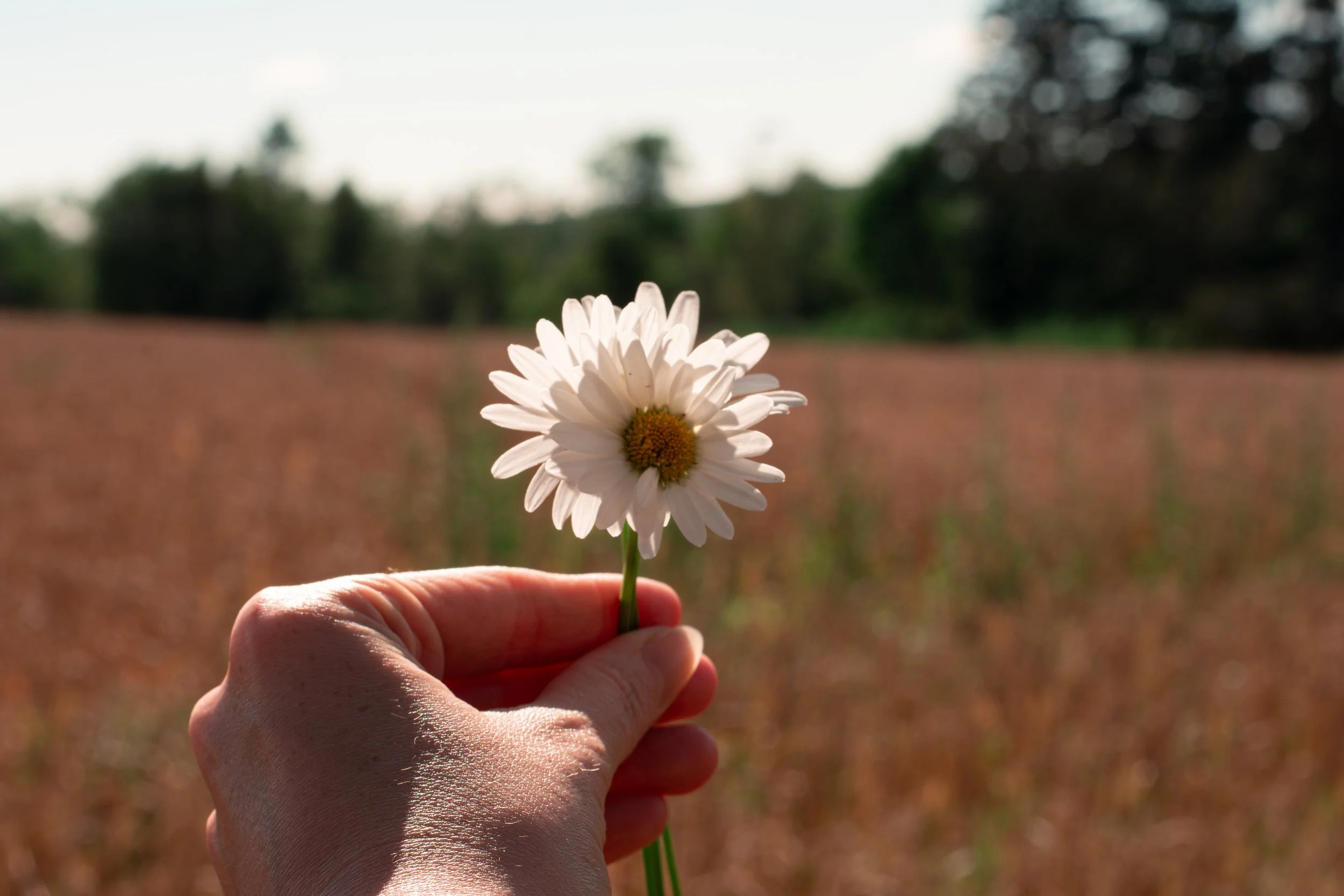 A person holding a white daisy flower in front of a blurred outdoor background with trees and sky.