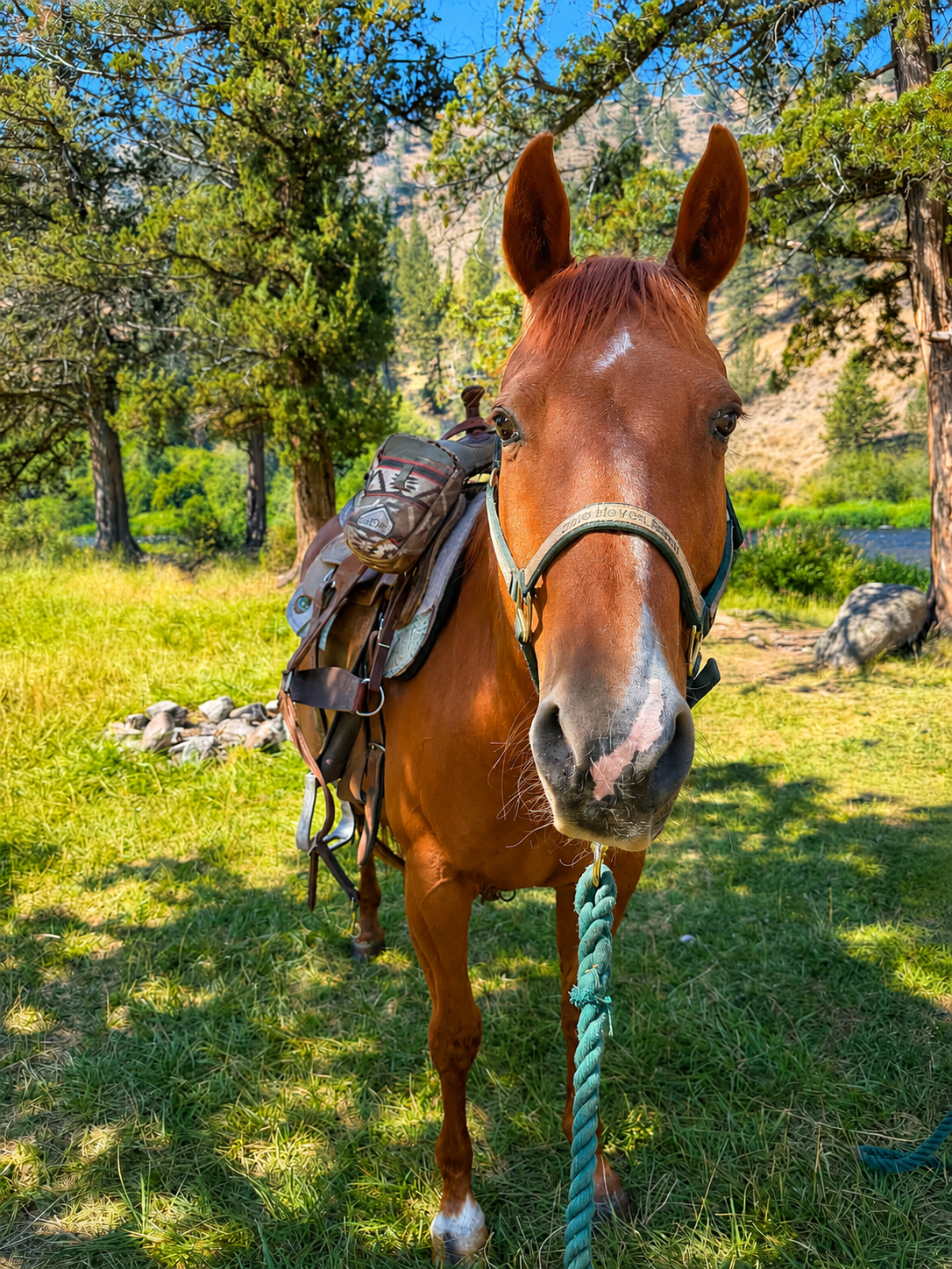 A chestnut horse with a saddle and gear, standing on grass in a wooded area with trees and mountains in the background.