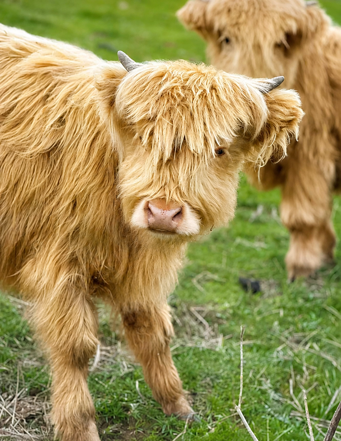 Two Highland cows with long, shaggy, light brown fur standing on green grass.