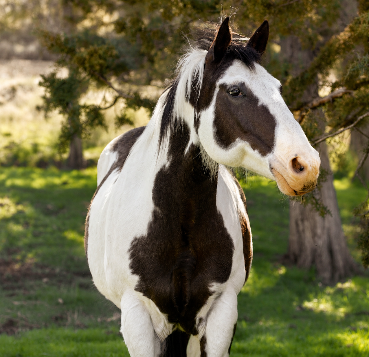 A black and white paint horse standing outdoors in a grassy area with trees in the background.