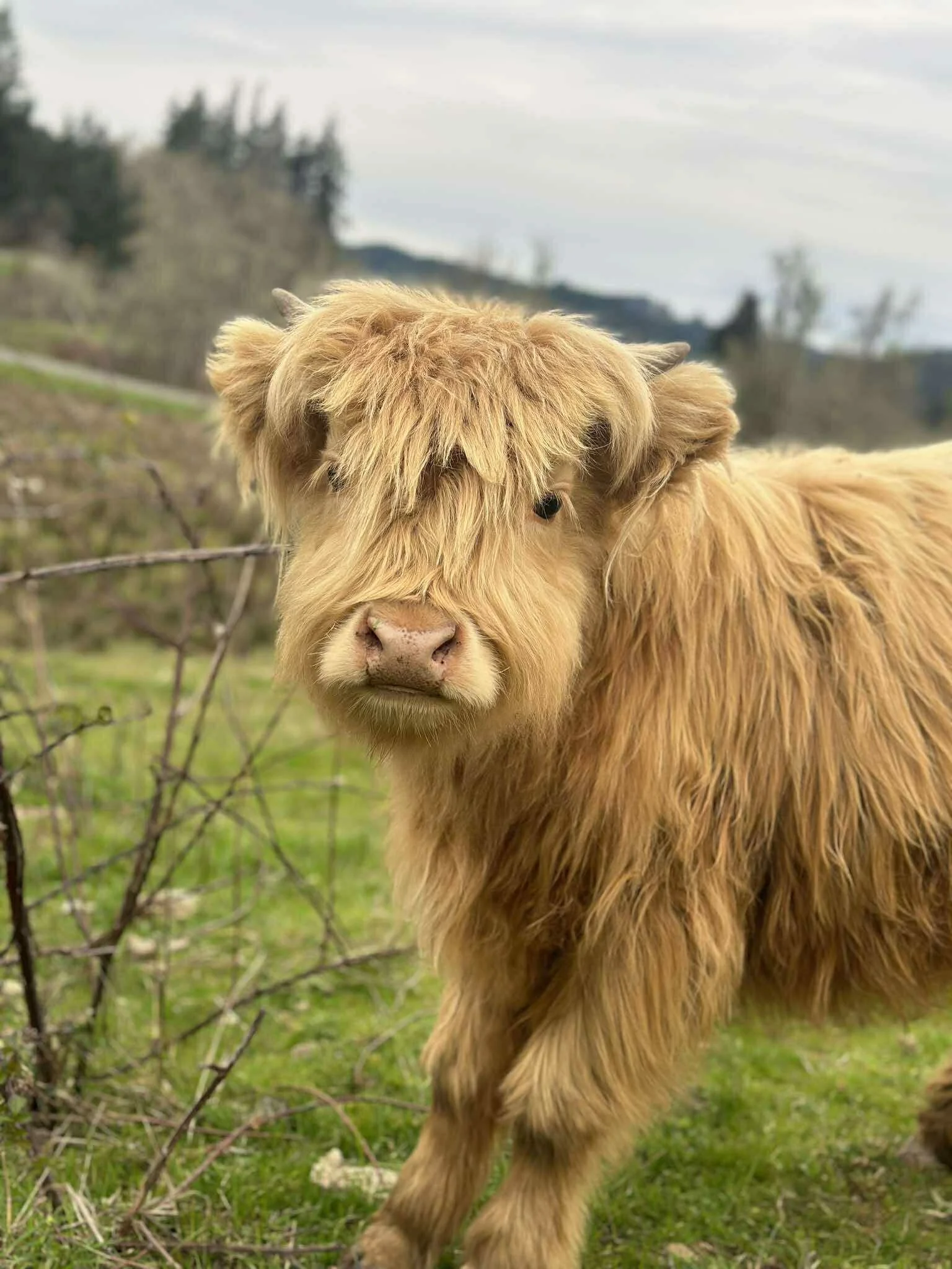 Close-up of a golden Highland calf standing outdoors in a grassy field, with trees and a cloudy sky in background.