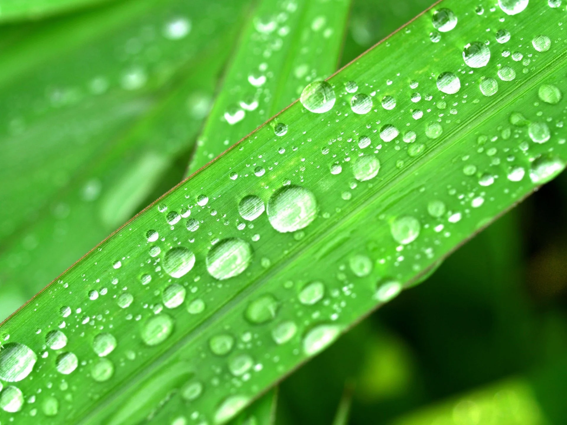 Close-up of a green leaf with water droplets on its surface, highlighting the leaf's texture and natural details.