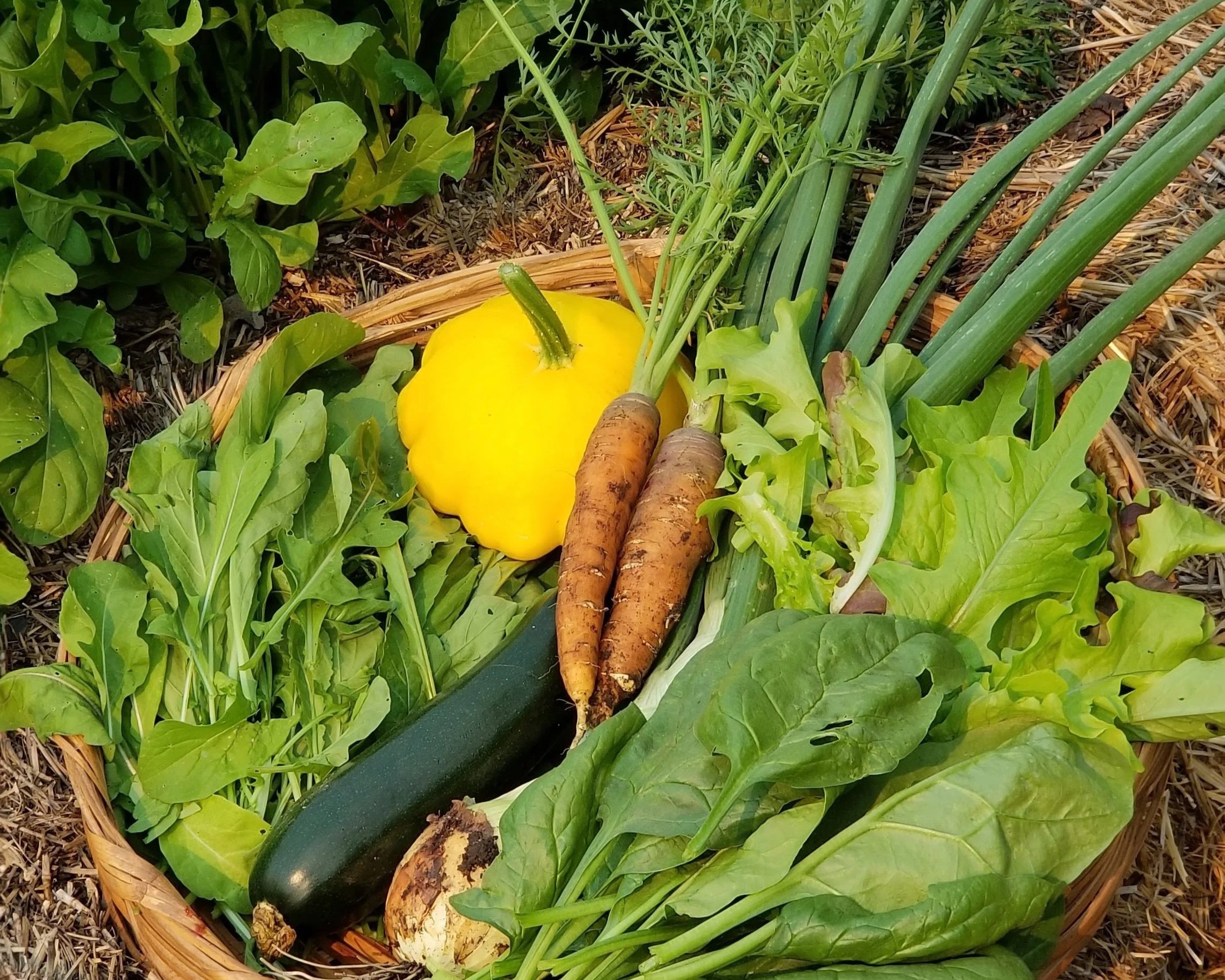 A basket filled with fresh vegetables including a yellow bell pepper, two carrots, a zucchini, a leek, and leafy greens, set on the ground in a garden.