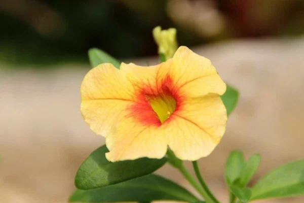 Petunia, Calibrachoa and Verbena Mix - 10" basket