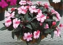 New Guinea Impatiens - 10" basket