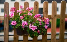 Ivy Geraniums - 10" basket