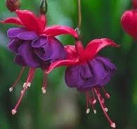 Fuchsias - 10" basket