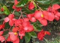 Mix with Dragonwing Begonia Centre - 12" basket