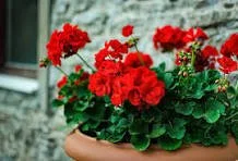 Mix with Geranium Centre - 12" basket