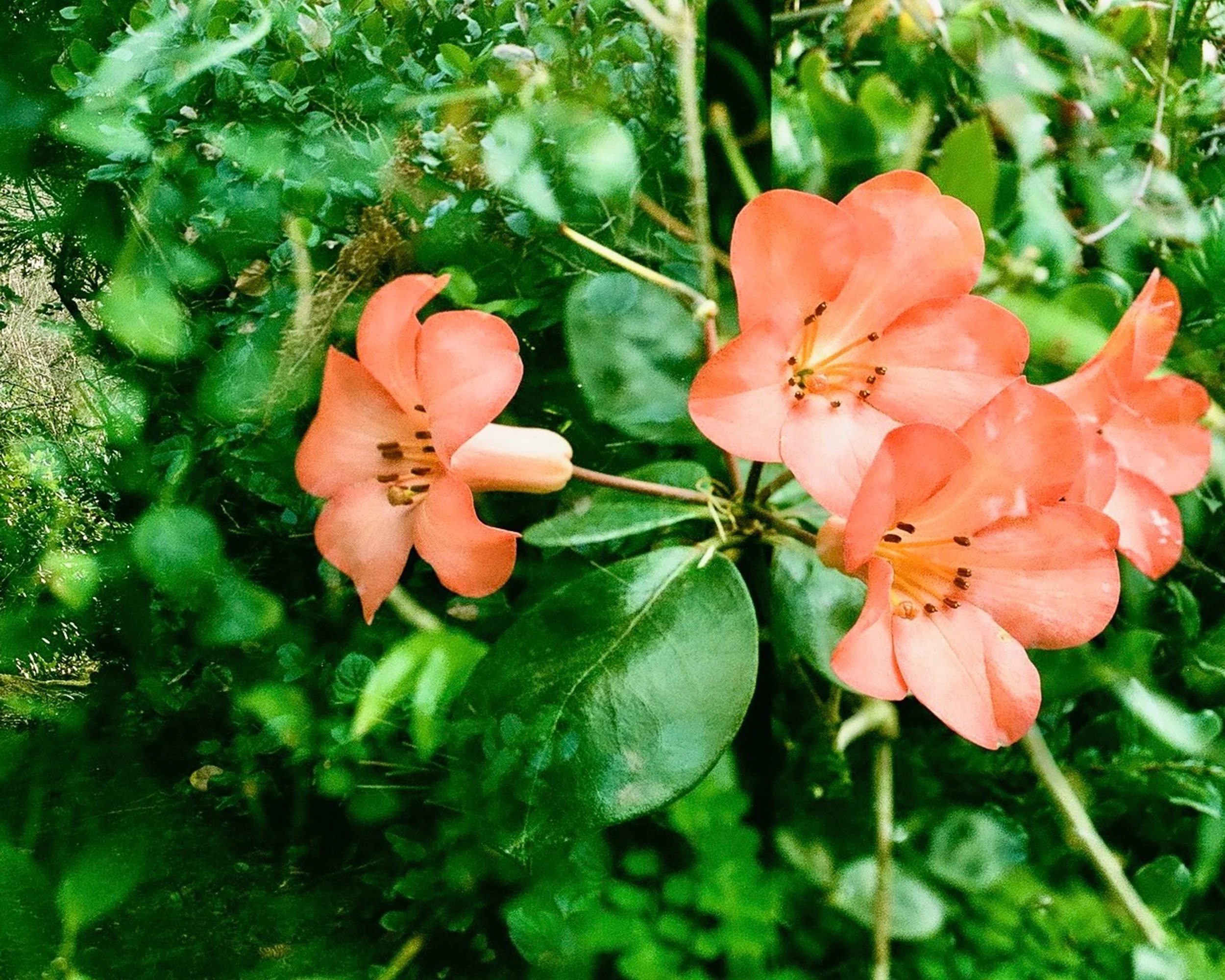 Pink-orange flowers with dark stamens surrounded by green leaves and dense green foliage.