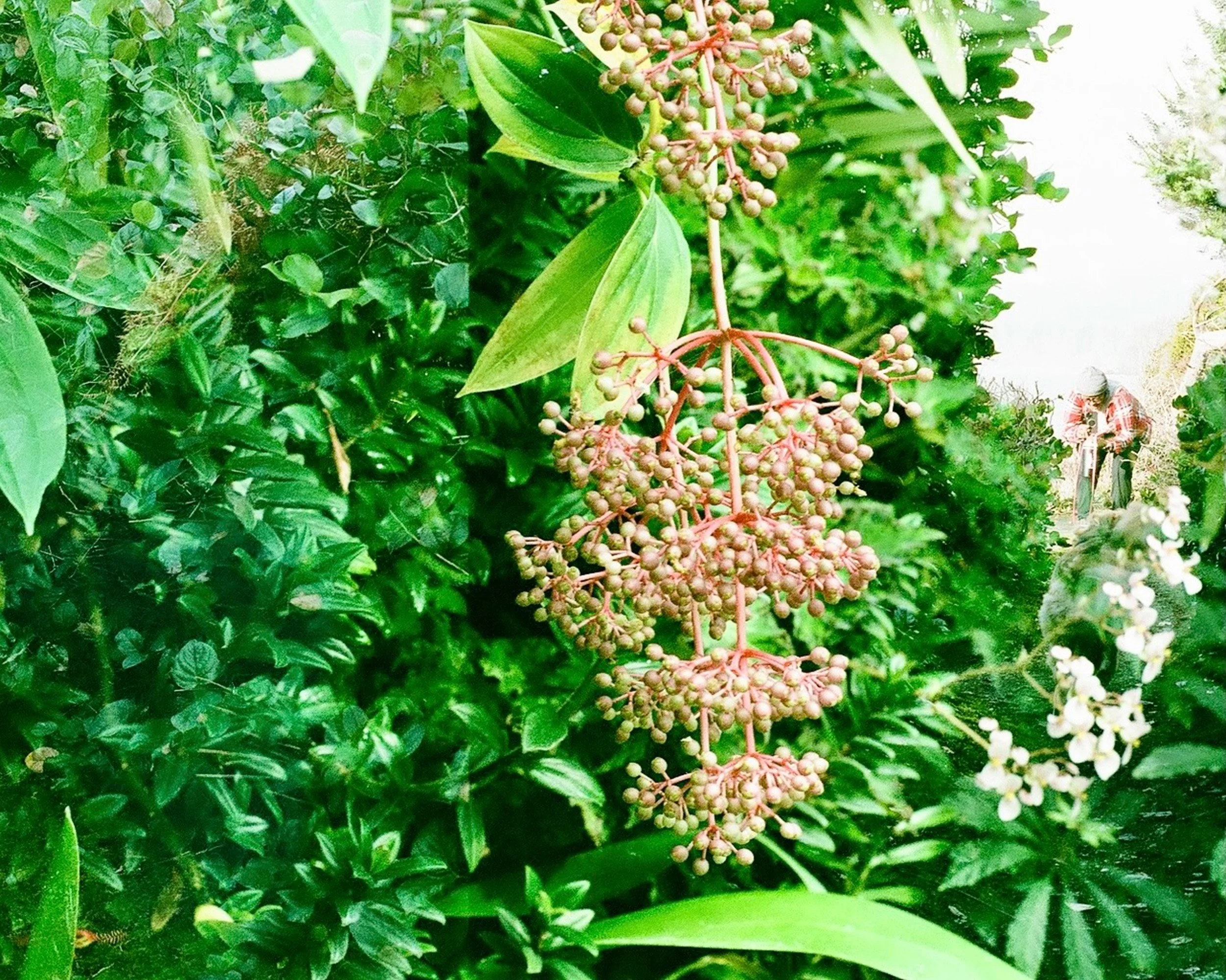 Close-up of a hanging cluster of small pink and green berries on a green leafy plant, with two people visible in the background in a lush outdoor setting.