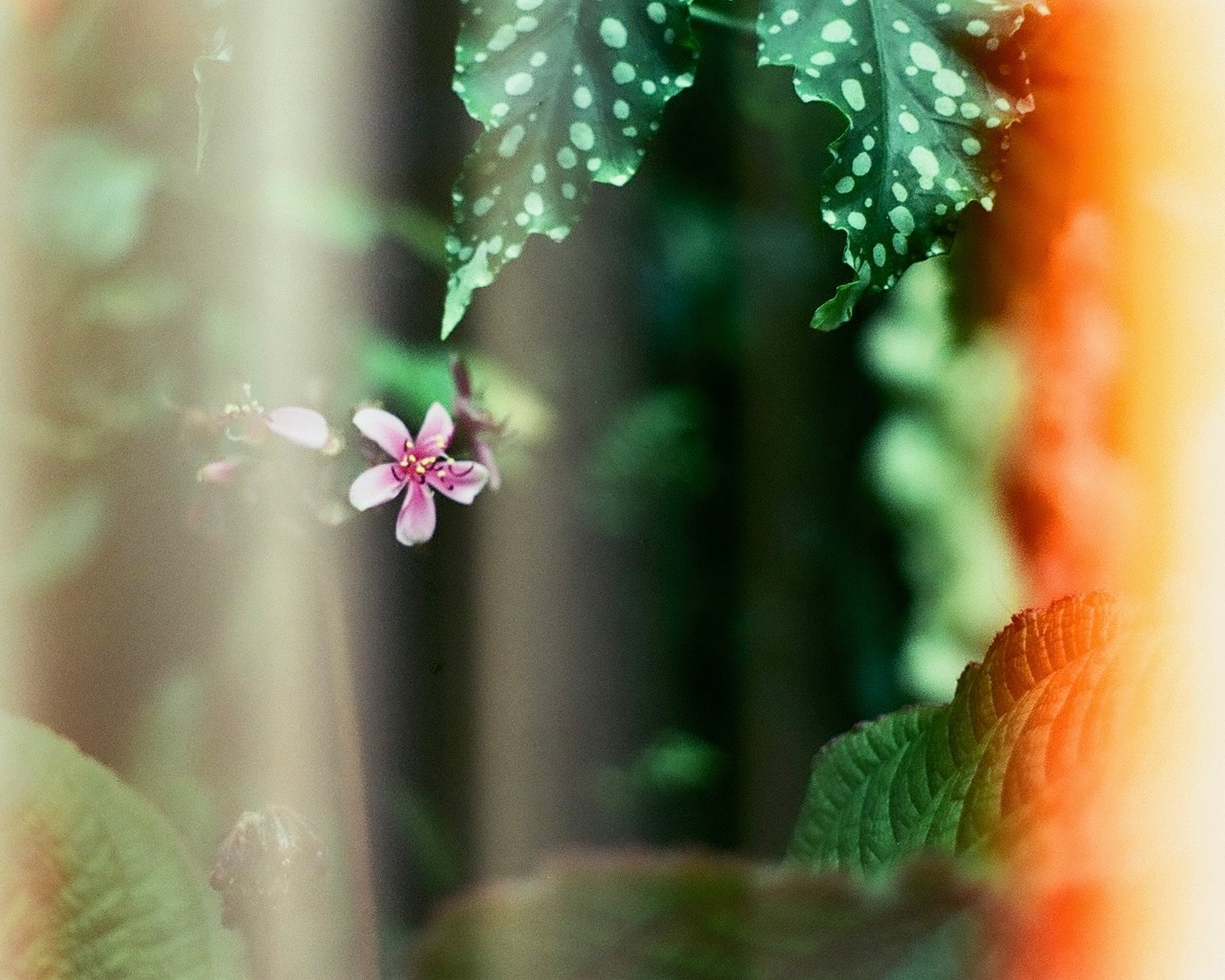 Close-up of a small pink and white flower surrounded by green leaves with white spots, blurred background.
