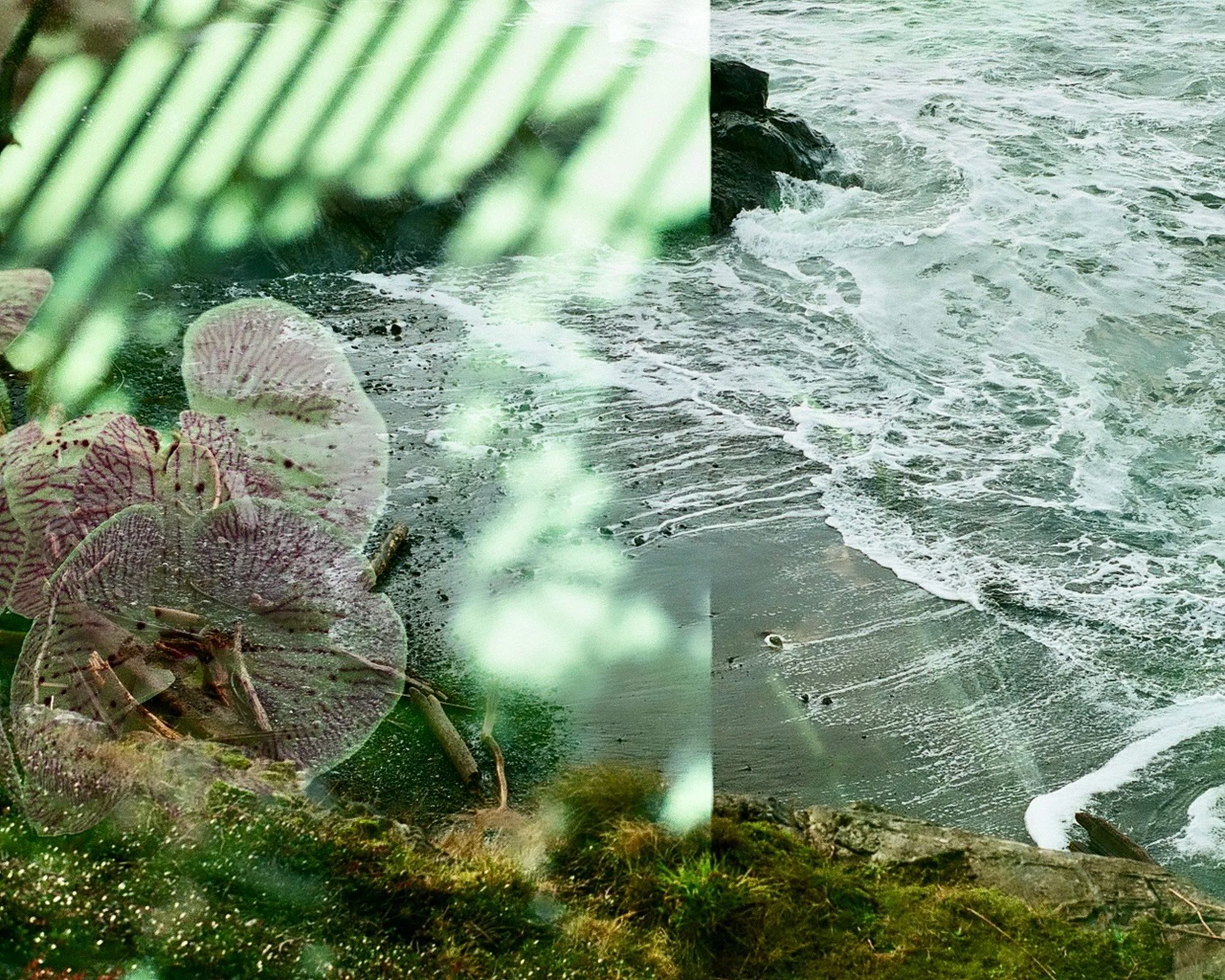A layered image with a coastal shoreline featuring waves washing onto the beach, overlaid with green leaves and purple-veined leaves in the foreground.