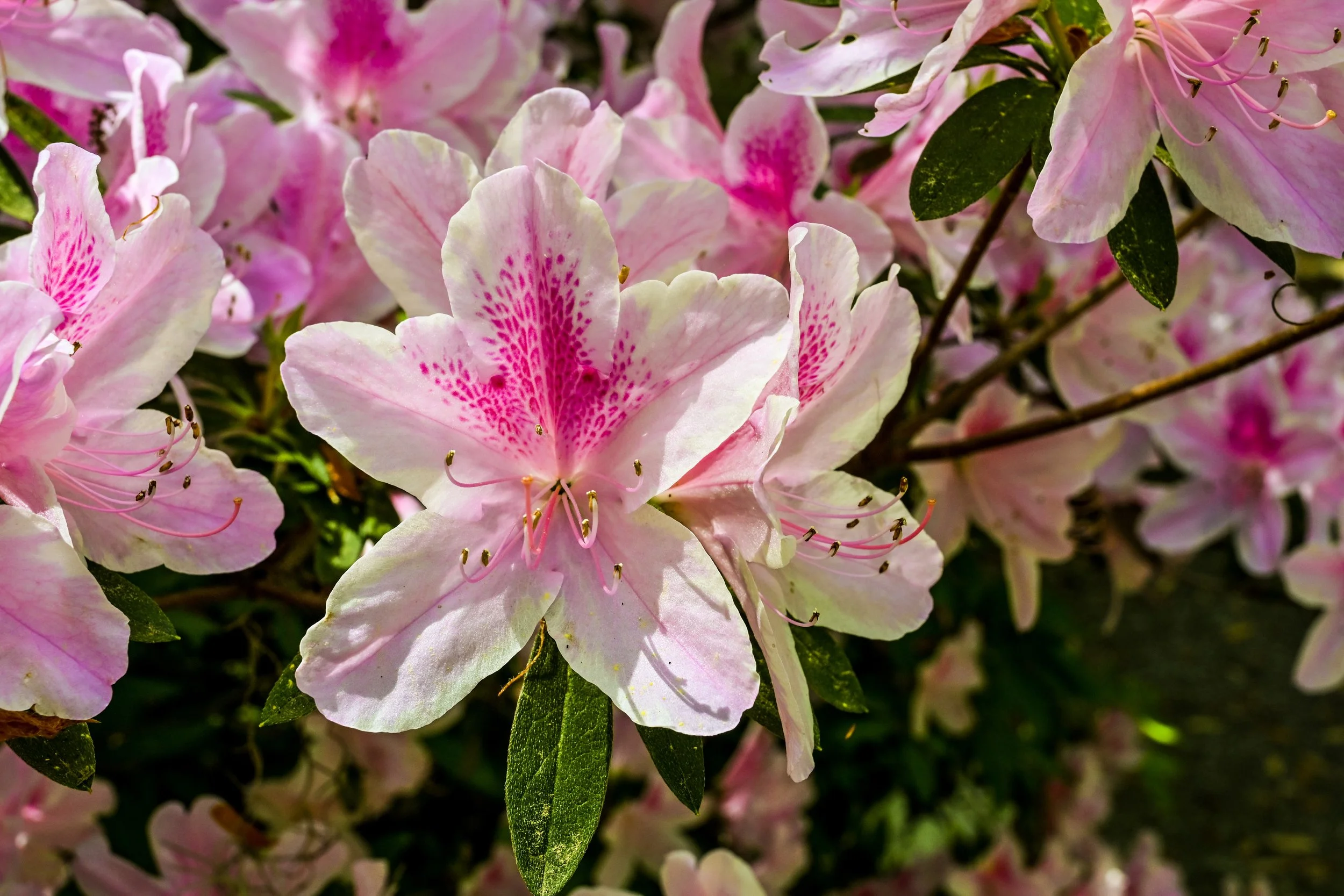 Azalea Flower. April 2026.