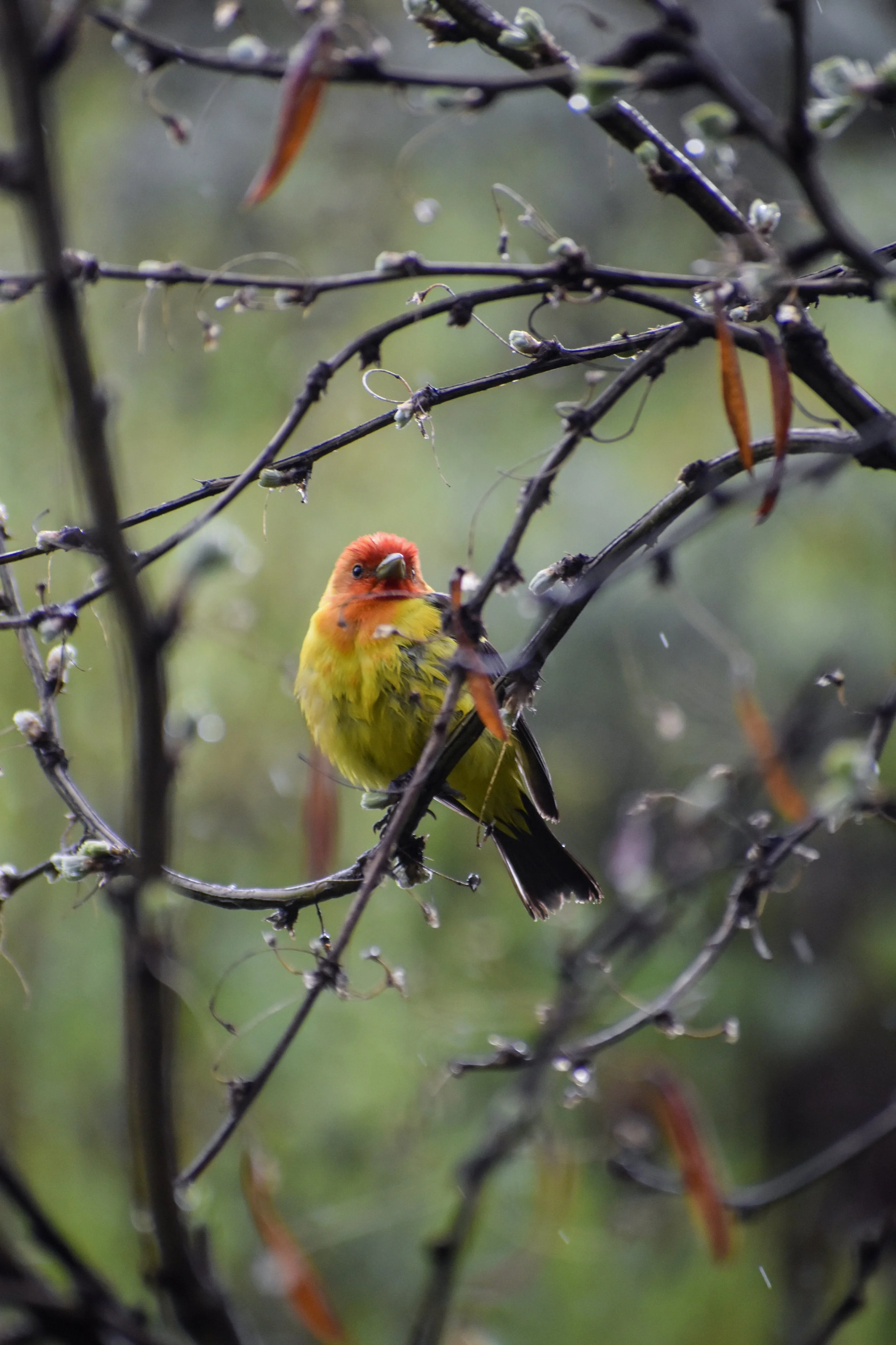 Western Tanager. July 2022.