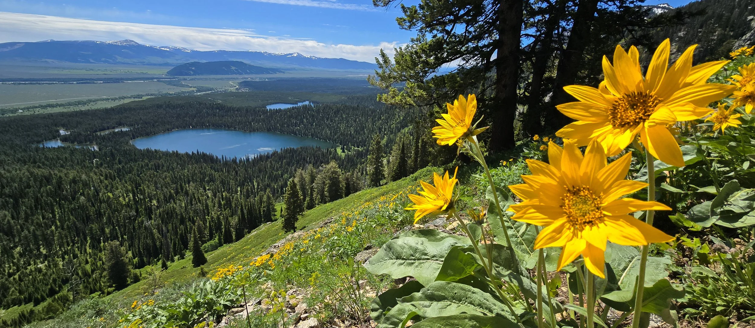 Flower over Teton Valley.jpg