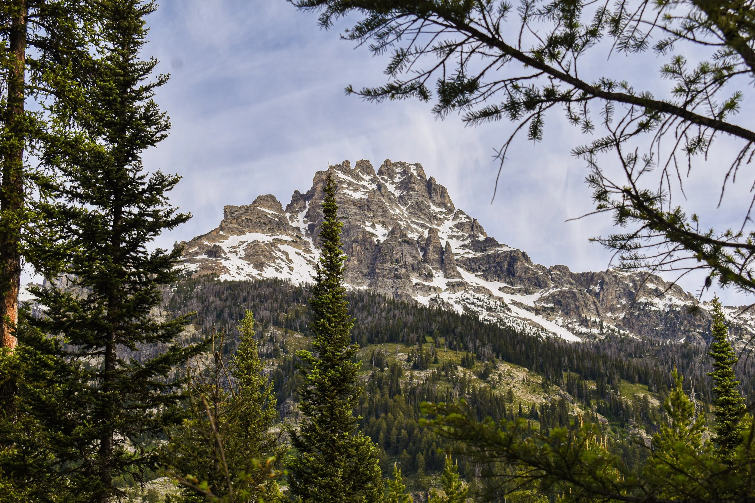 Grand Teton tree.jpg